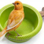FOIBURELY Bird Bath Detachable Plastic Perch Stand-0